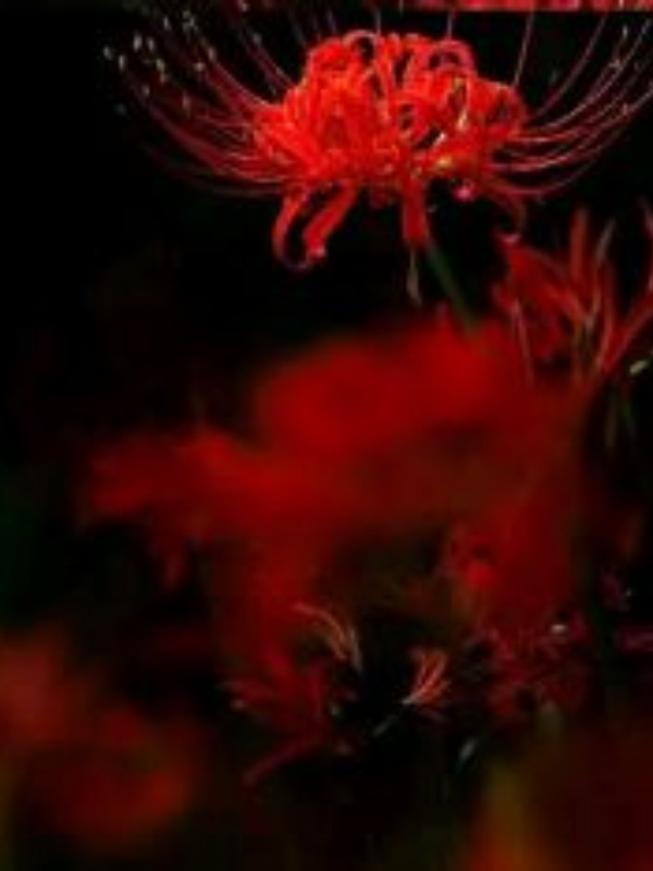 why the lilies turned red