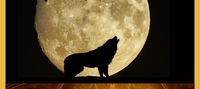 The witch And The Alpha