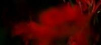 why the lilies turned red